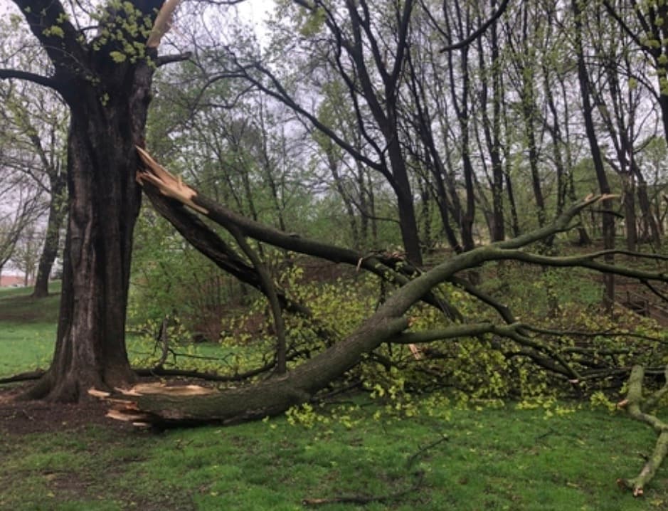 Fallen tree after a storm requiring cleanup and removal