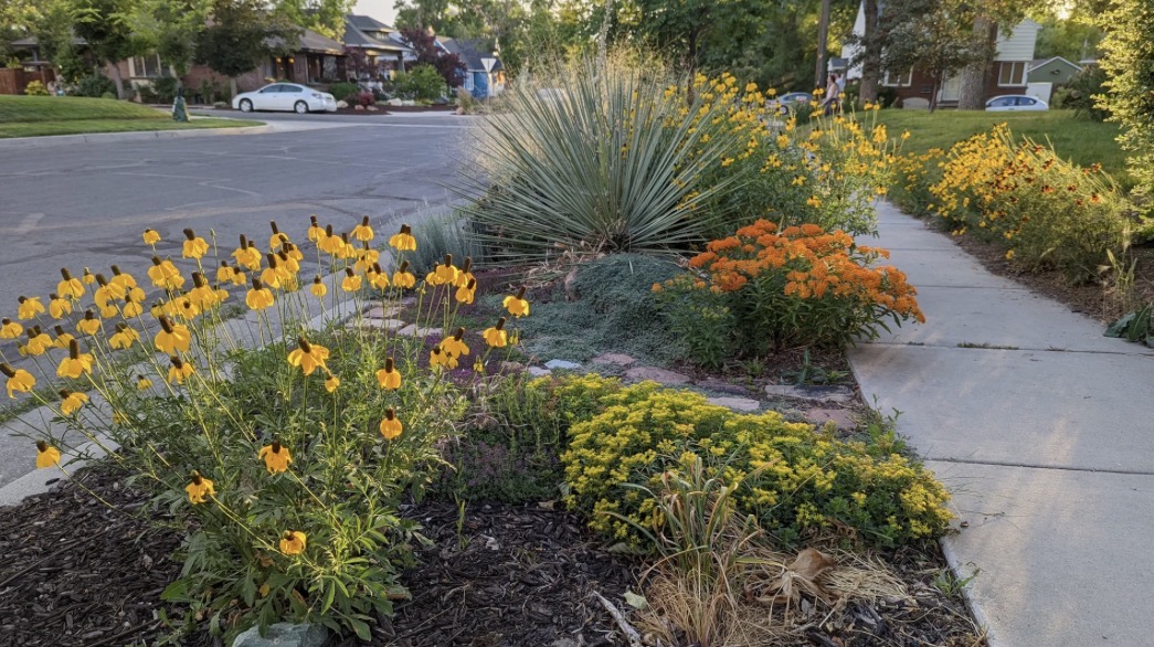 Established planting bed with colorful flowers, shrubs and water-wise ornamental plants